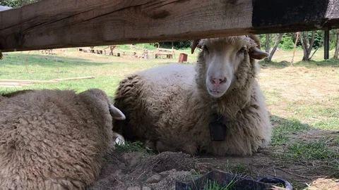 A sheep herd rests in a summer stall under a roof on a straw. Stock Footage 116716081