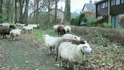 Sheep herd on the road Stock Footage 82902689