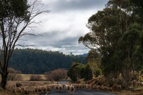 Sheep herd on the road Stock Photos