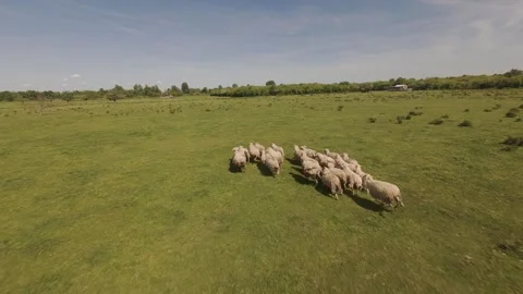 Sheep herd running across a green meadow.  Video stock 335355849