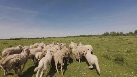Sheep herd running across a green meadow. Stock Footage 335355873
