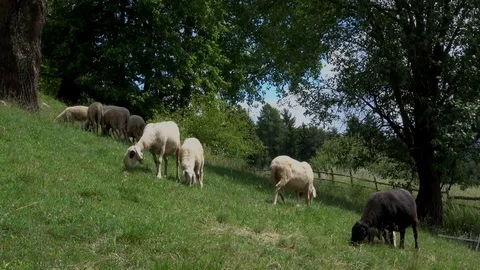 Sheep, Herd of sheeps, Germany Stock Footage 83464024