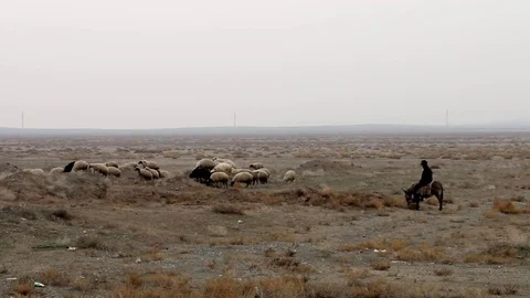 Sheep Herd With Shepherd In The Field Stock Footage 83070897