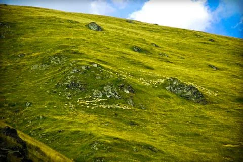 Sheep herd on slope Stock Photos