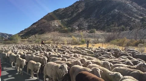 Sheep herd stopping traffic on paved road. Stock-Footage 62495121