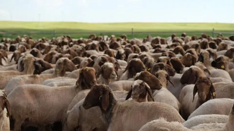 Sheep Herd Under Cloudy Blue Sky, Ceylanpinar, Sanliurfa Video stock 336494904