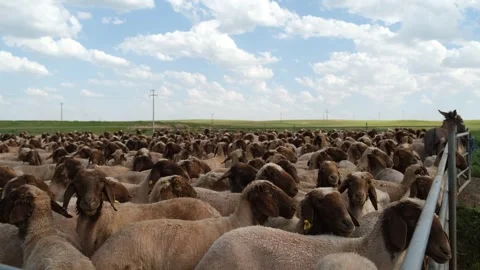 Sheep Herd Under Cloudy Blue Sky, Ceylanpinar, Sanliurfa Video stock 336495102