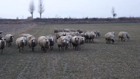 Sheep herd walking on pasture. Stock Footage 132664514