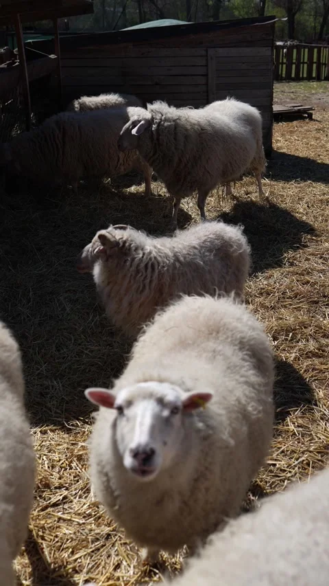 Sheep herd walking on straw farm yard Stock Footage 333510819