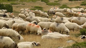 Sheep herd walking trough frame 動画素材 85567618