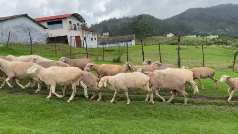 Sheep Herd Wandering Through Grassy Meadow Stock-Footage 331904268