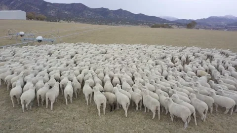 Sheep Herding Aerial Stock Footage 172217558