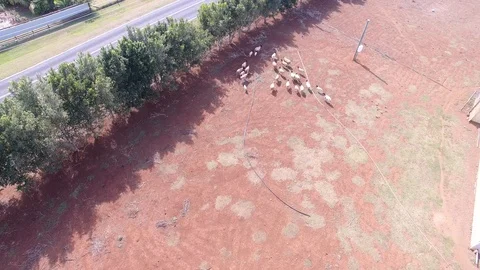 Sheep herding with Drone Pt1 스톡 동영상 89266002