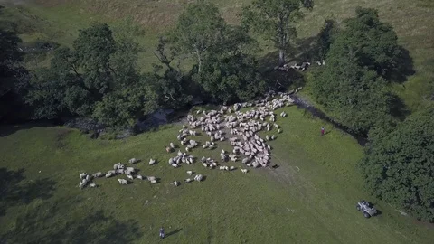 Sheep Herding in the Lake District - Trees, Fields and Dogs - Multiple Angles Vídeo Stock 119694695