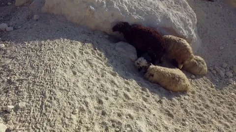 Sheep hide behind the stone from the sun. Stock Footage 77491518