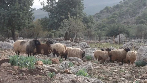 Sheep hiding behind donkey Stock Footage 83466292