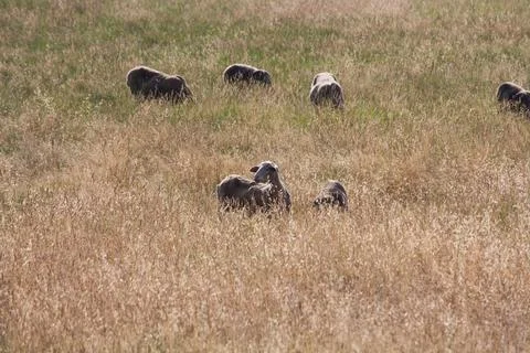 Sheep in high grass Stock Photos