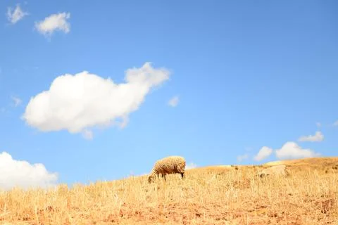 Sheep on a high mountain 库存照片