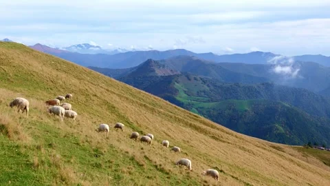 Sheep High Up on the Mountain Side with View over a Mountainscape Vídeos de archivo 265058476