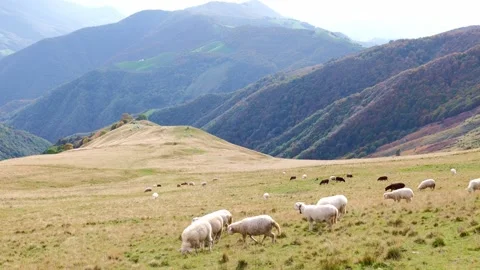 Sheep High Up on the Mountain Side with View over a Mountain Valley Stockbeeldmateriaal 265491511