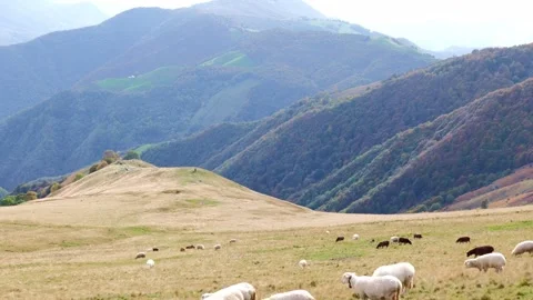 Sheep High Up on the Mountain Side with View over a Mountainscape Stock Footage 265850293