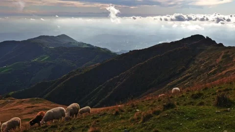 Sheep High Up on the Mountain Side with View over a Mountainscape Stock Footage 271357501