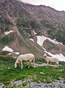 Sheep in the high mountains Foto stock