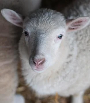 Sheep with high perspective in barn Fotos Stock