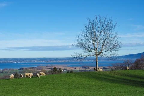 Sheep on a hill with an amazing view over lake constance, Switzerland Stock Photos
