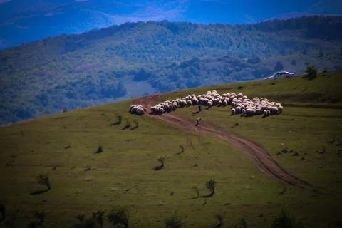 Sheep on hill close up on the top of the hill. And the car and shepherd. Off  Stock Photos