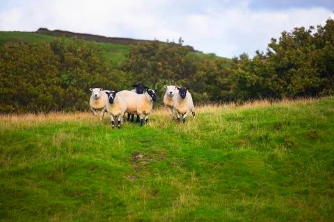 Sheep on the hill curious  Stock Photos
