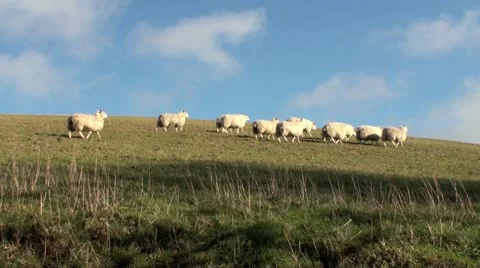 Sheep on a hill Video stock 10715850