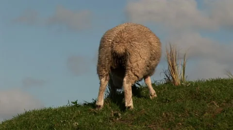 Sheep on hill Stock Footage 42905962