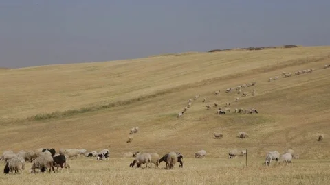 Sheep On Hill Stock Footage 102178811