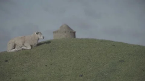 Sheep on the hill Stock Footage 140389275
