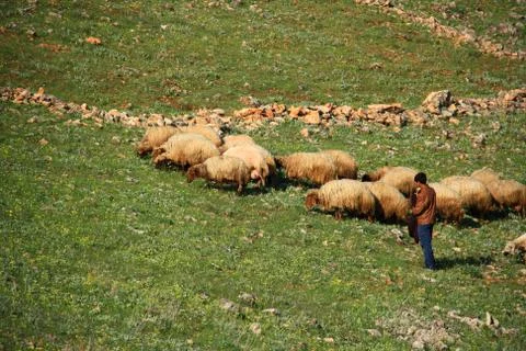 Sheep on hill Foto stock