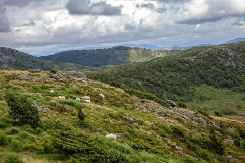Sheep on the hill Stock Photos