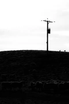 Sheep on a hill Stock Photos