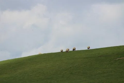 Sheep on a hill Stock Photos