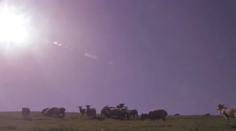 Sheep on a hill, with sun 動画素材 37253347
