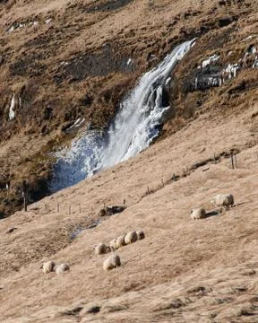 Sheep on the hill with the waterfall in the back Stock Photos