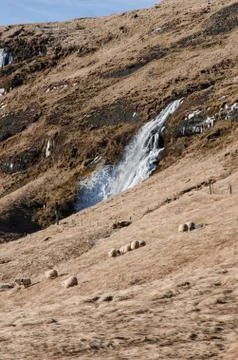 Sheep on the hill with the waterfall in the back Stock Photos