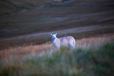 Sheep in the hills of brecon  Stock Photos