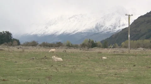 Sheep hills Stock Footage 1805685