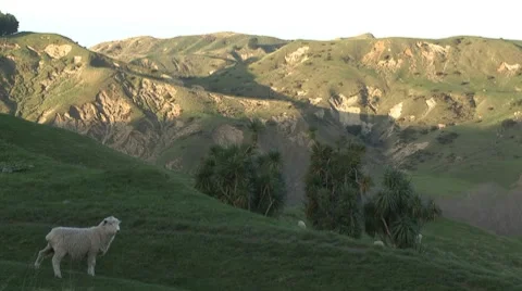 Sheep on hills Stock Footage 7340152