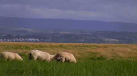 Sheep in the hills 库存影片 26685886