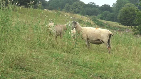 Sheep on hillside 1 Video stock 40686988