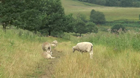 Sheep on hillside 2 Stock Footage 40687047