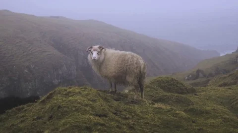 Sheep on a hillside in the fog Stock-Footage 78765022