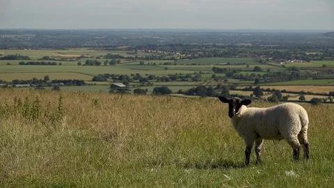 SHEEP ON A HILLSIDE Stock Footage 92722202